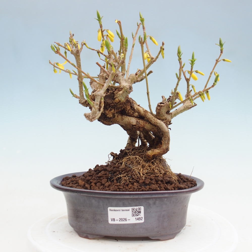 Bonsaï d'extérieur - Zlatice - Forsythia koreana