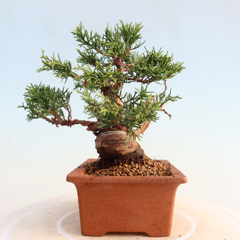 Bonsaï d'extérieur - Juniperus chinensis Itoigawa