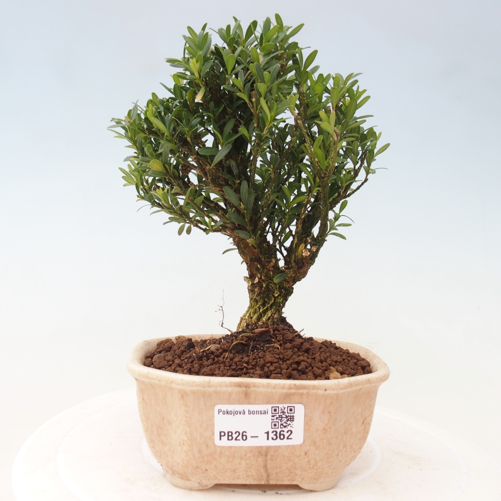 Bonsaï de chambre - Buxus harlandii - buxus liège
