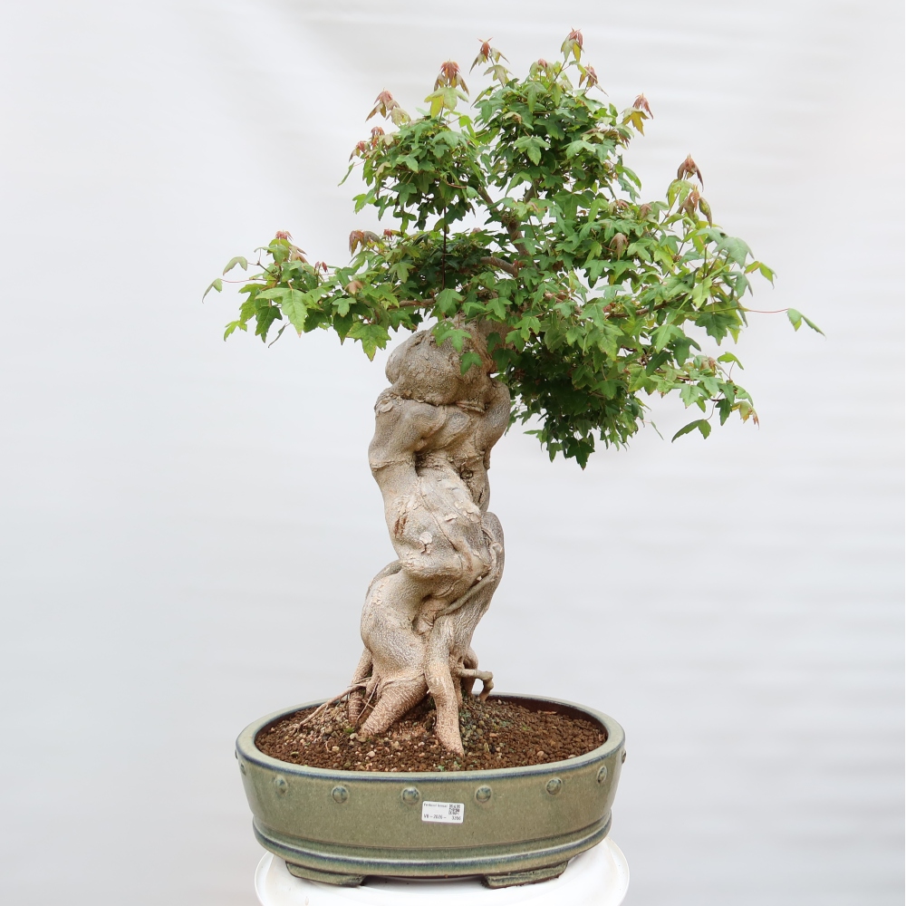 Bonsaï d'extérieur - Maple Burger - Acer Burgerianum