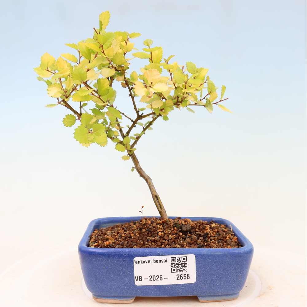 Bonsaï d'extérieur - bouleau nain - Betula NANA Golden Treasure