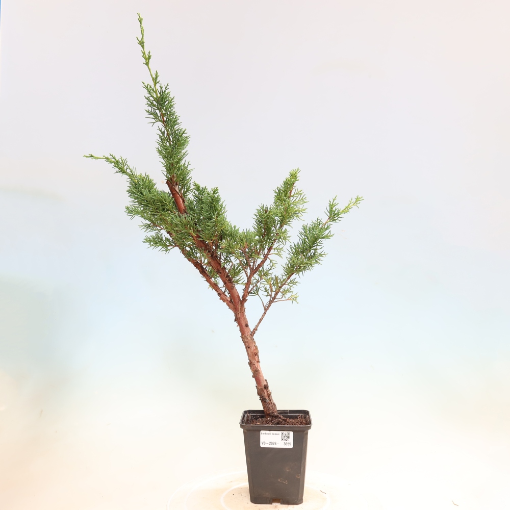 Bonsaï d'extérieur - Juniperus chinensis Kishu