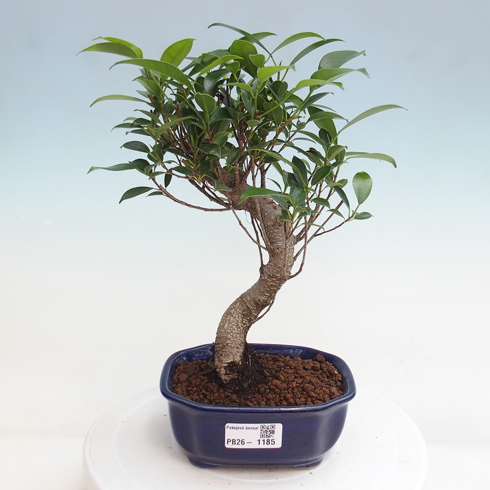 Salle bonsaï - Ficus retusa - ficus à petites feuilles