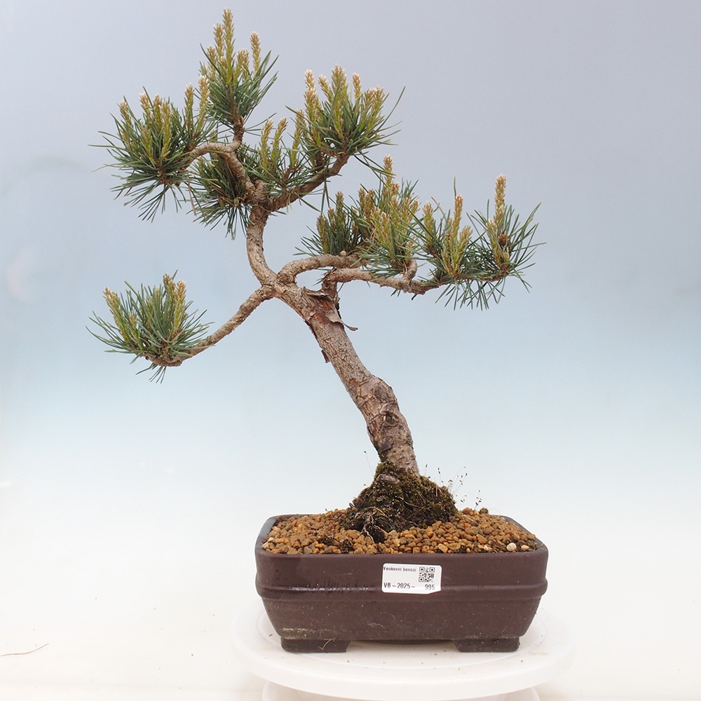 Bonsaï d'extérieur - Pinus Sylvestris Watererri - Pin sylvestre