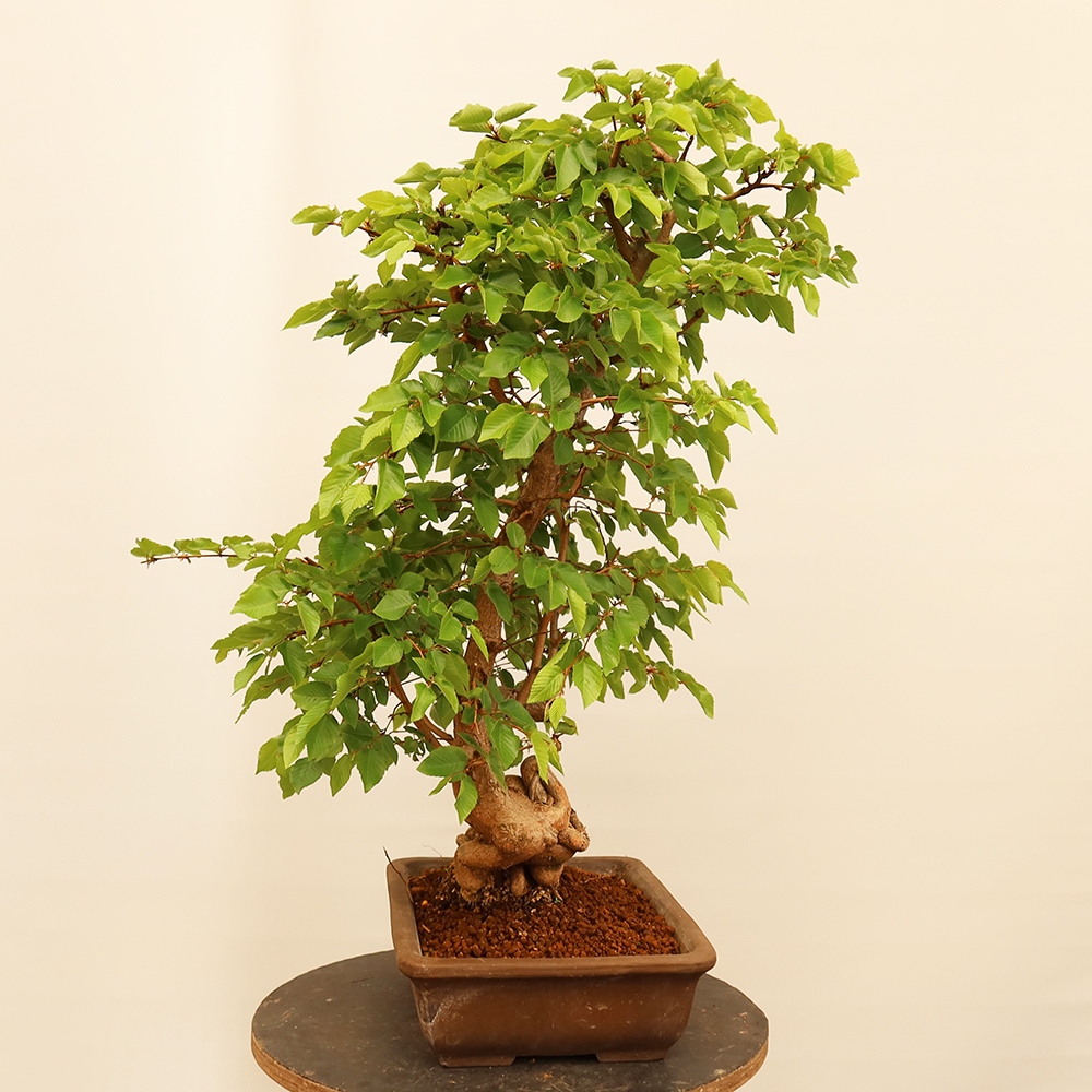 Bonsaï d'extérieur -Carpinus Coreana - Charme de Corée