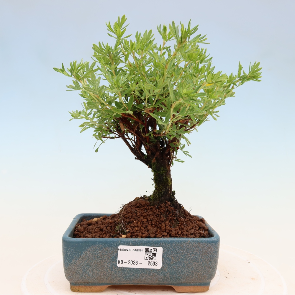 Bonsaï d'extérieur - Potentila fruticosa