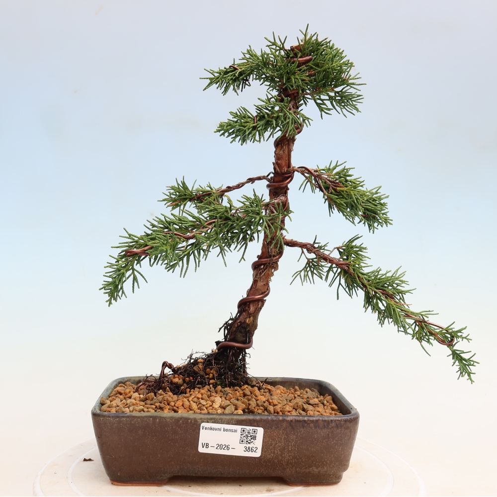 Bonsaï d'extérieur - Juniperus chinensis Kishu