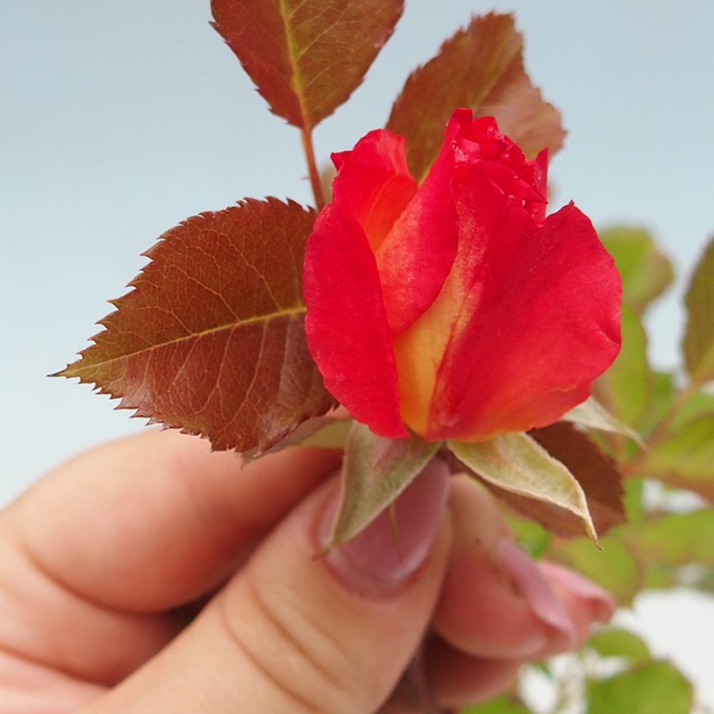 Bonsaï d'extérieur - Rosa Kordes - rose