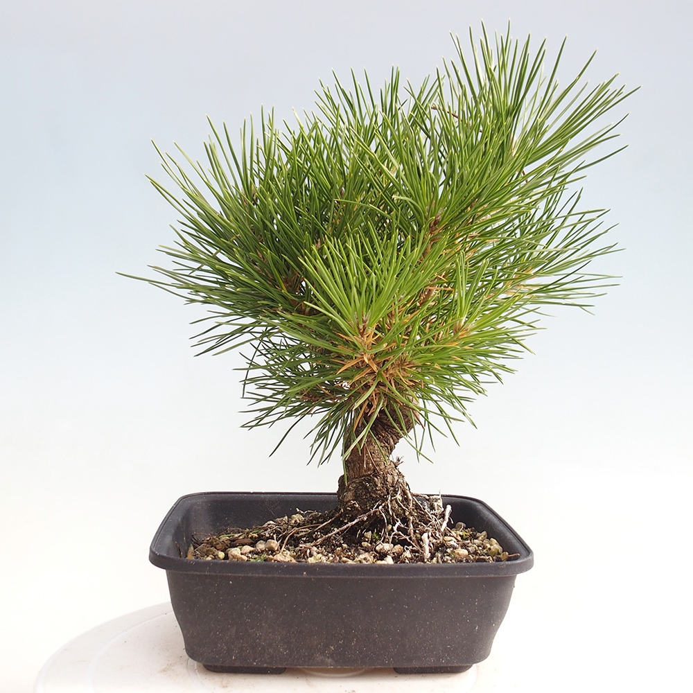 Bonsaï d'extérieur - Pinus thunbergii - Pin de Thunberg