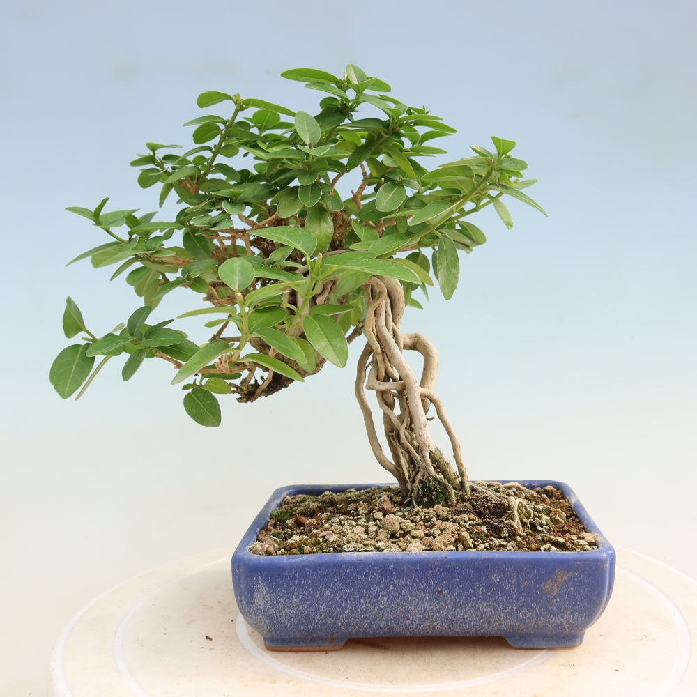 Bonsaï d'intérieur - Premna serratifolia - Kozlovna malolista