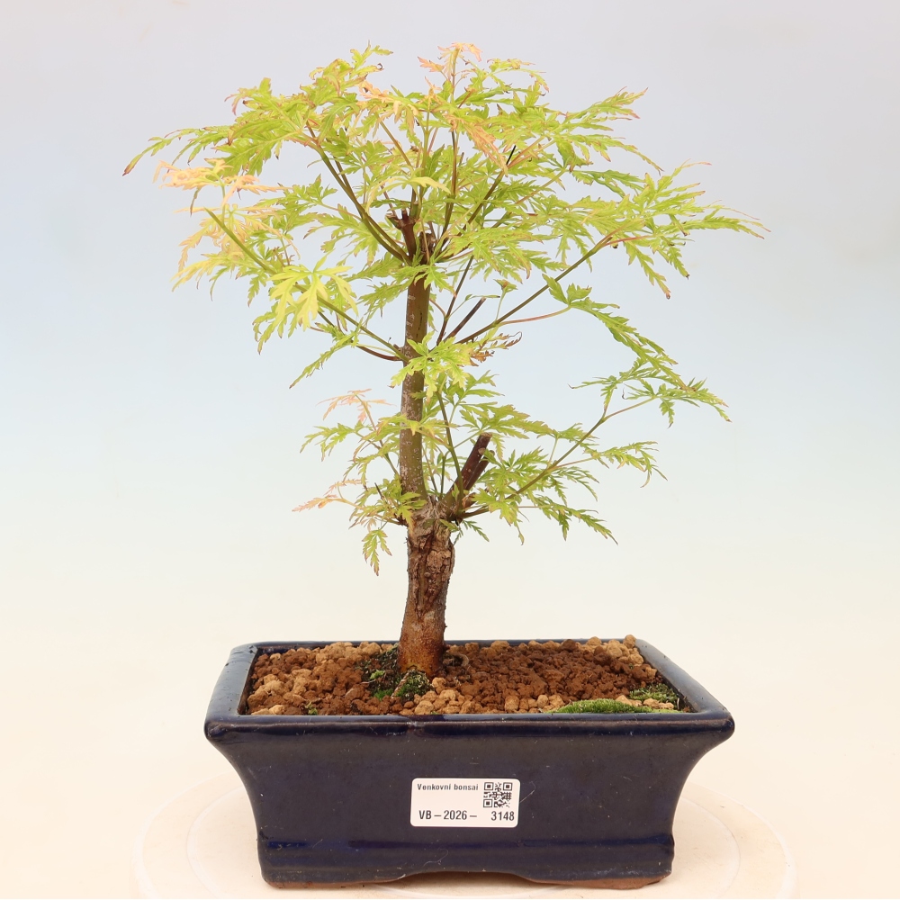 Bonsaï d'extérieur - Acer palmatum Dissectum