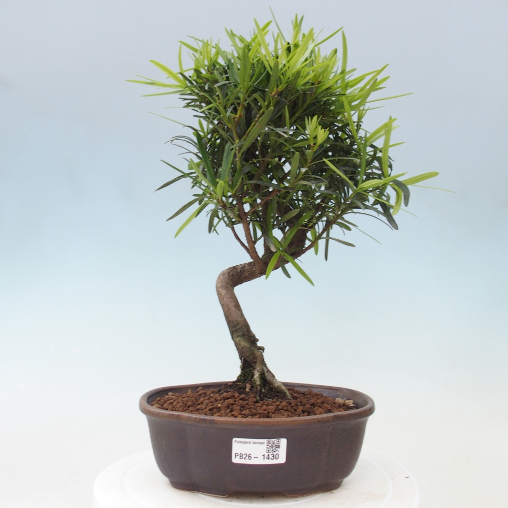 Salle bonsaï - Podocarpus - If en pierre