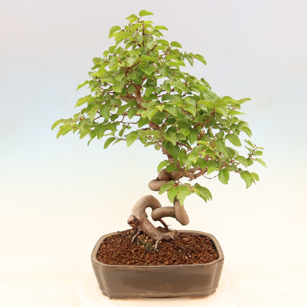 Bonsaï d'extérieur -Carpinus Coreana - Charme de Corée