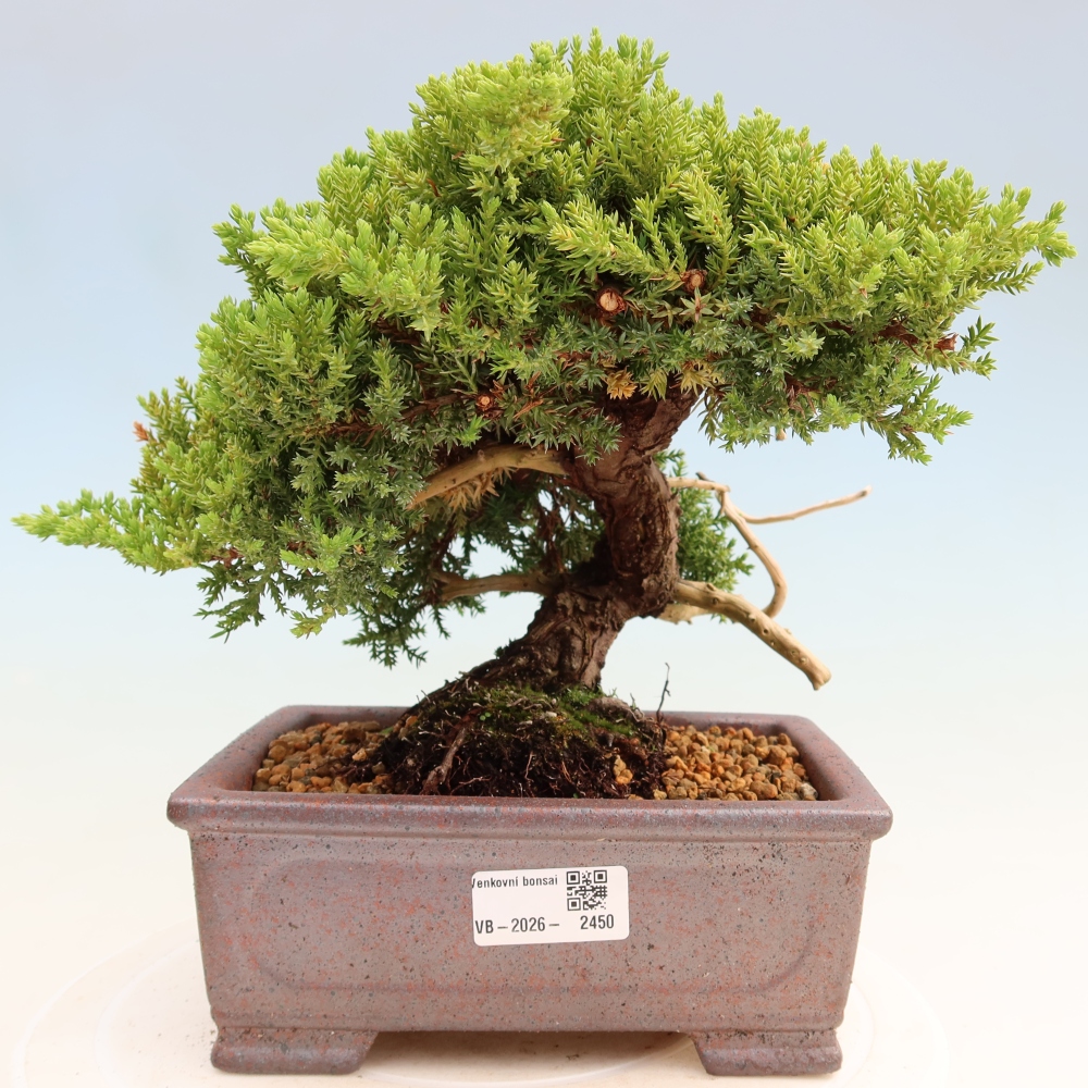 Bonsaï d'extérieur - Juniperus procumbens - Juniperus procumbens