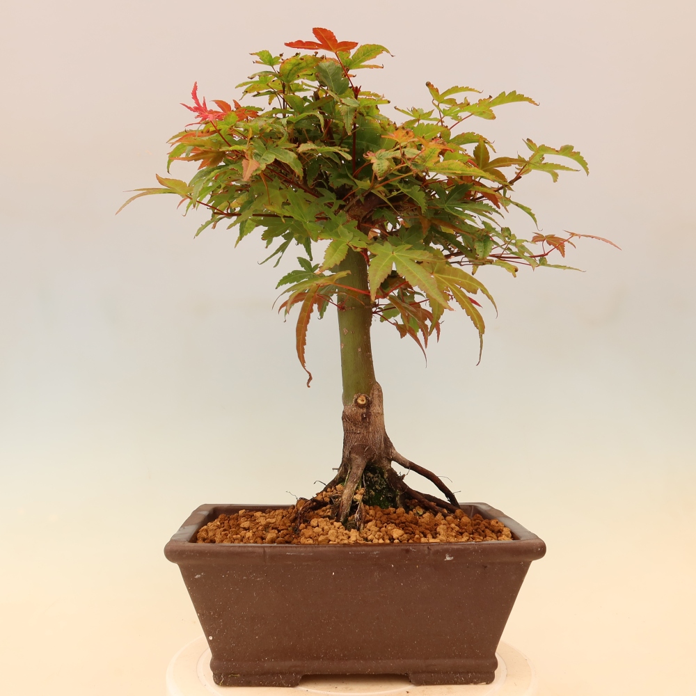 Érable de Norvège - Acer palmatum Beni Tsukasa