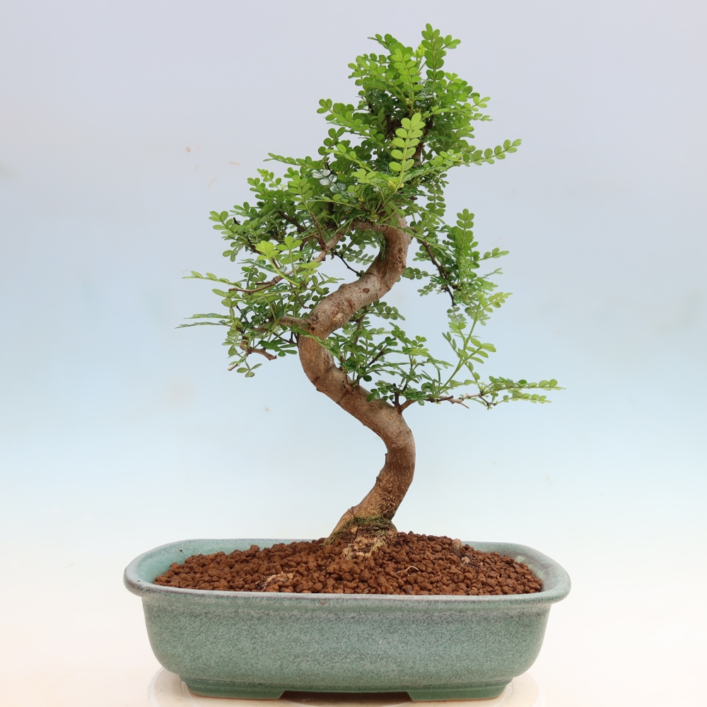 Salle bonsaï - Zantoxylum piperitum - arbre à poivre