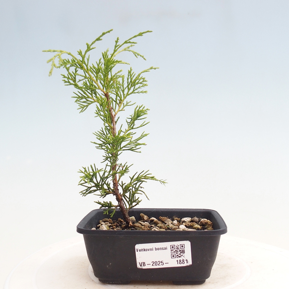 Bonsaï d'extérieur - Juniperus chinensis Itoigawa