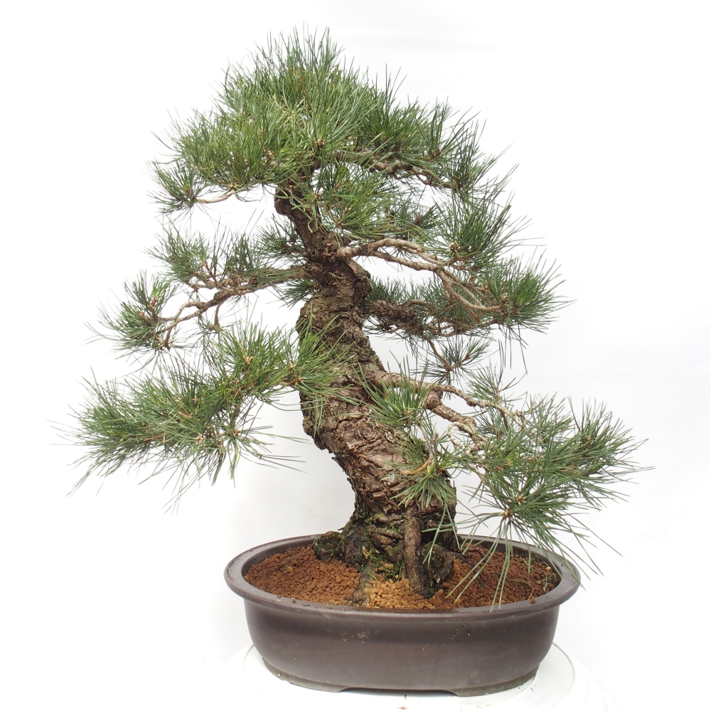 Bonsaï d'extérieur - Pinus thunbergii - Pin de Thunberg