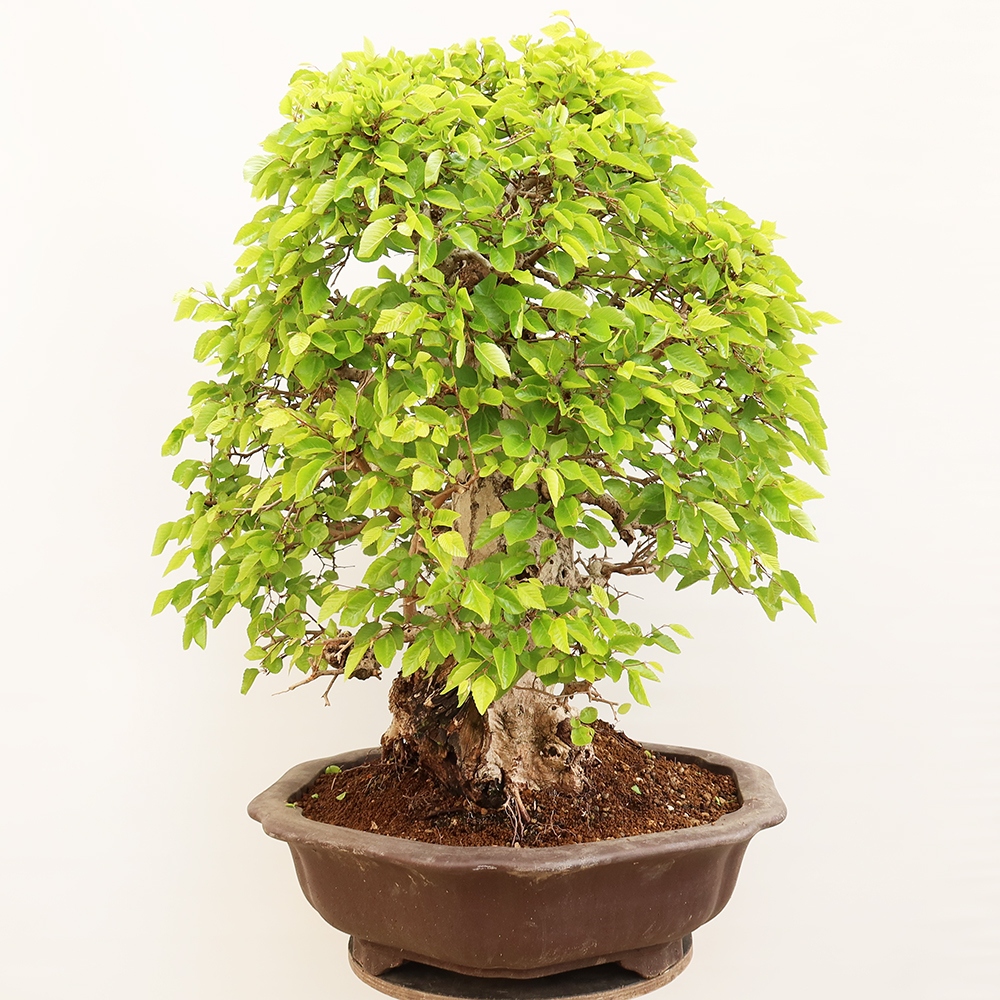Bonsaï d'extérieur -Carpinus Coreana - Charme de Corée
