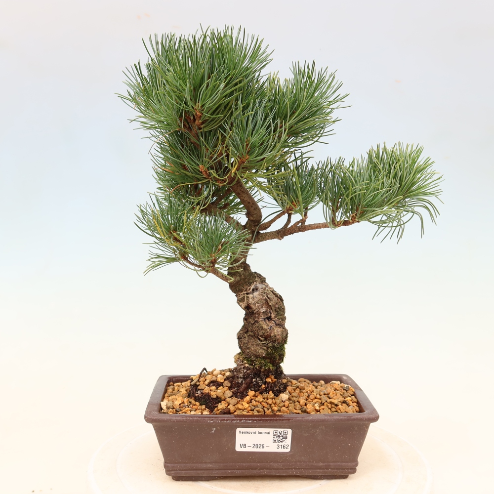 Bonsaï d'extérieur - Pinus parviflora - Pinus parviflora