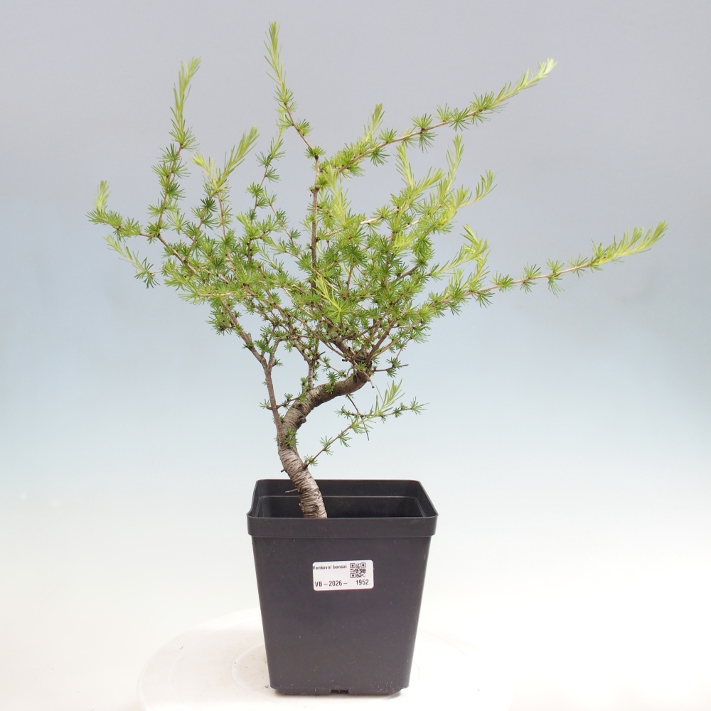 Bonsaï d'extérieur -Larix decidua - Mélèze