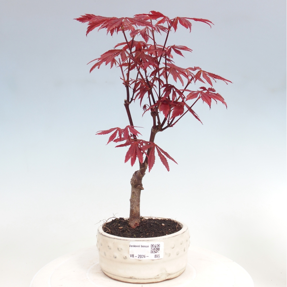 Bonsaï d'extérieur - Acer palm. Atropurpureum-Javor palmate