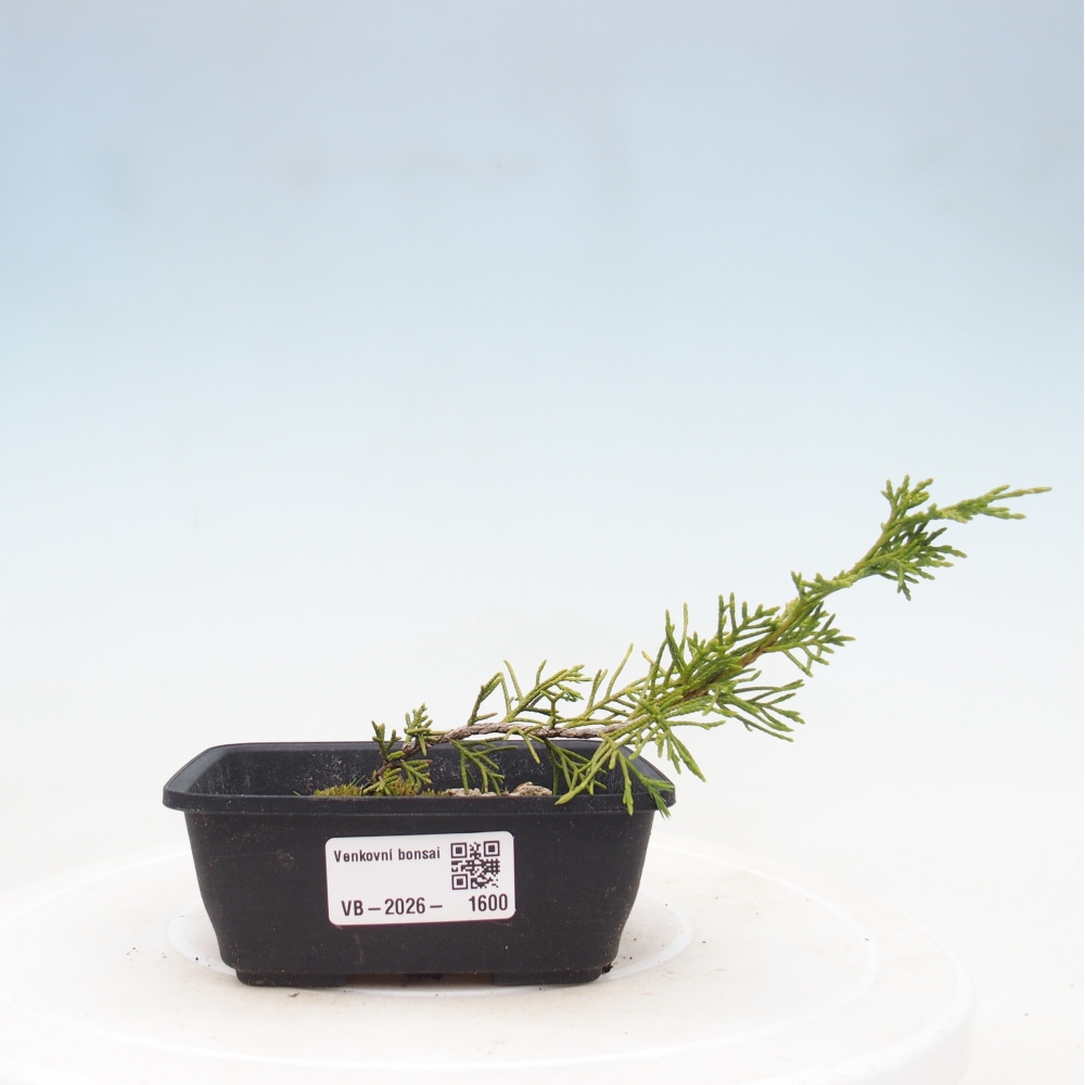Bonsaï d'extérieur - Juniperus chinensis Itoigawa