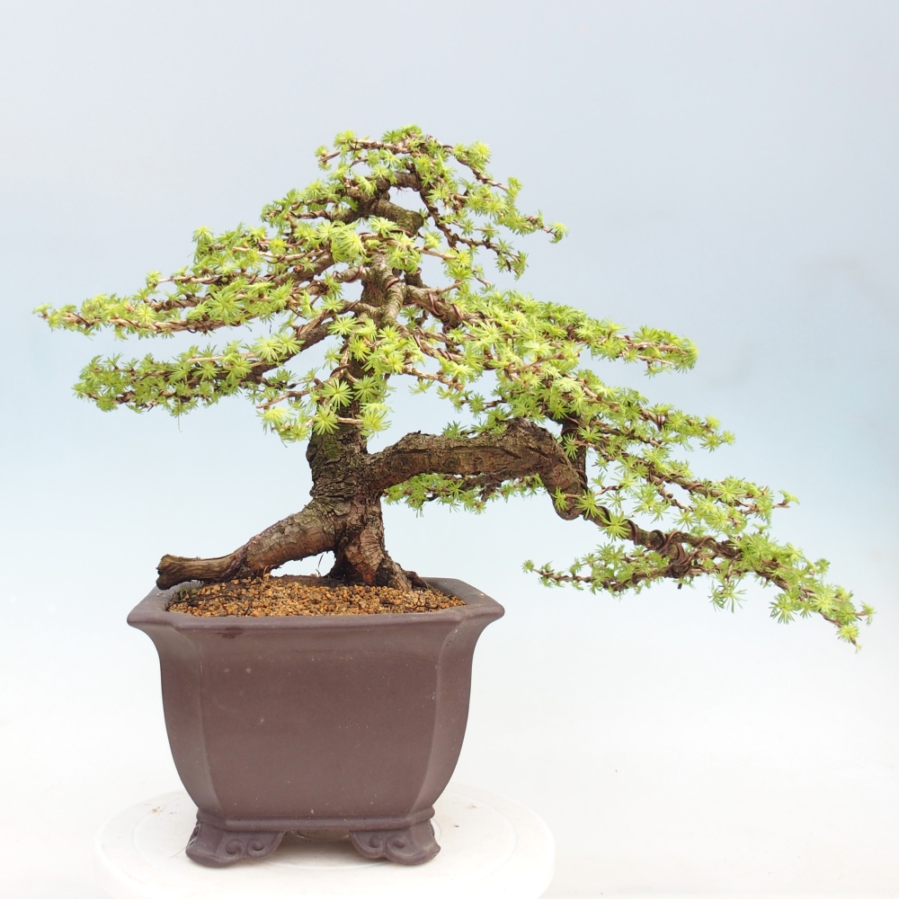Bonsaï d'extérieur -Larix decidua - Mélèze