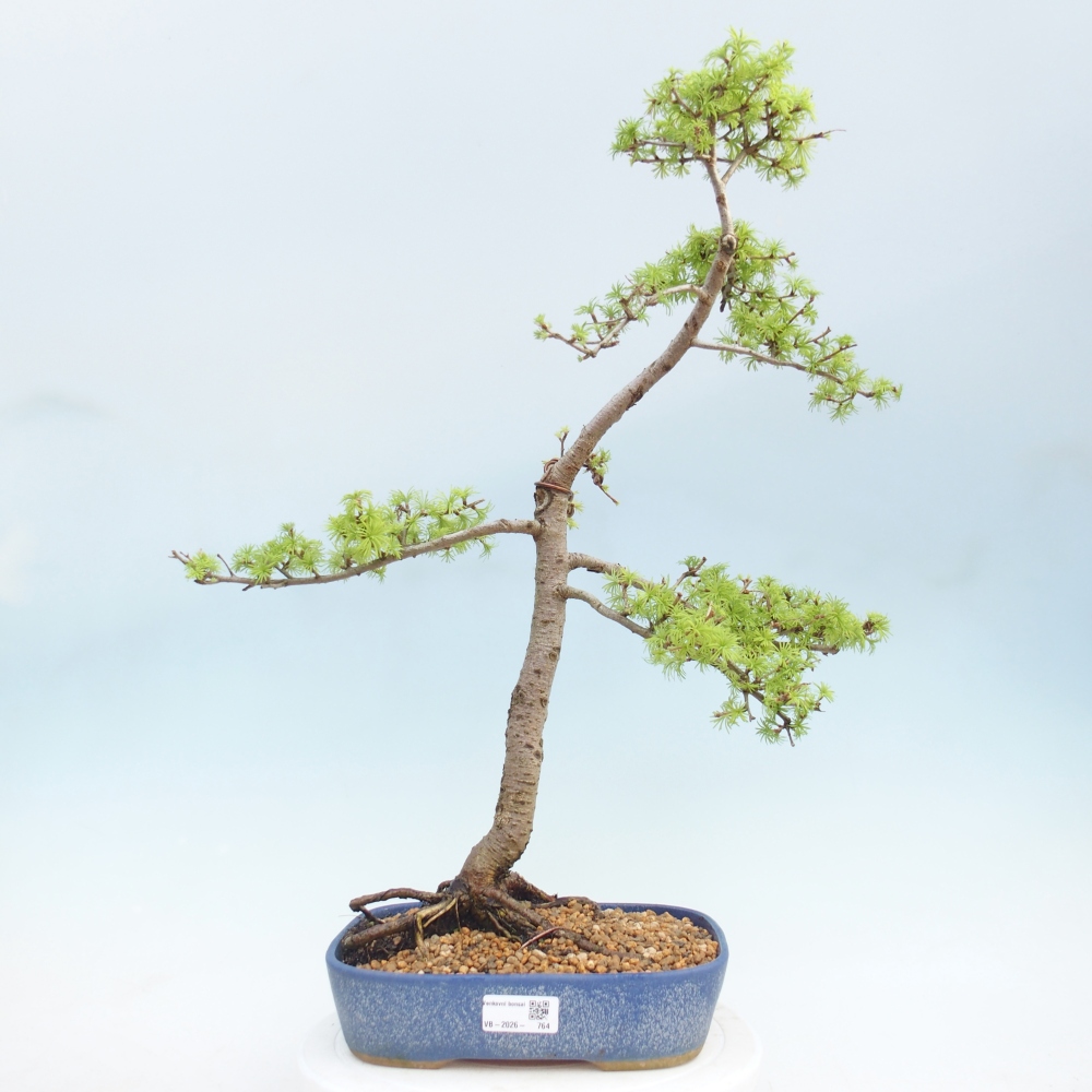 Bonsaï d'extérieur -Larix decidua - Mélèze