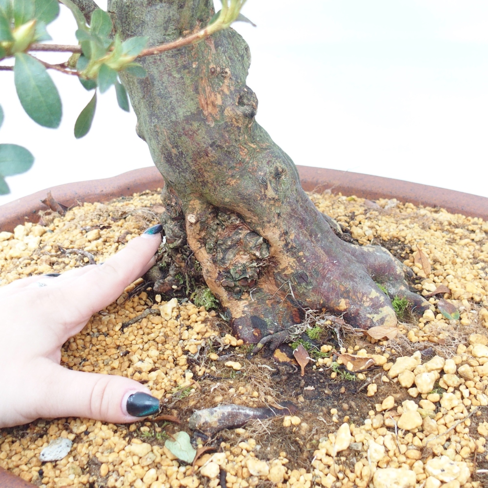 Bonsaï d'extérieur - Azalée japonaise - Azalea Sansei