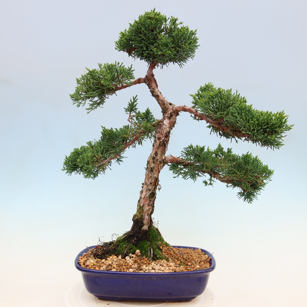 Bonsaï d'extérieur - Juniperus chinensis Kishu