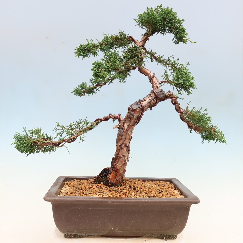 Bonsaï d'extérieur - Juniperus chinensis Kishu