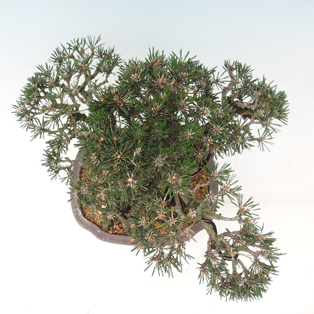 Bonsaï d'extérieur - Pinus thunbergii Kotobuki - Pin de Thunberg