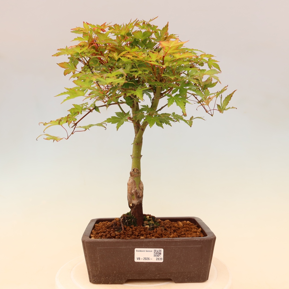 Érable de Norvège - Acer palmatum Beni Tsukasa