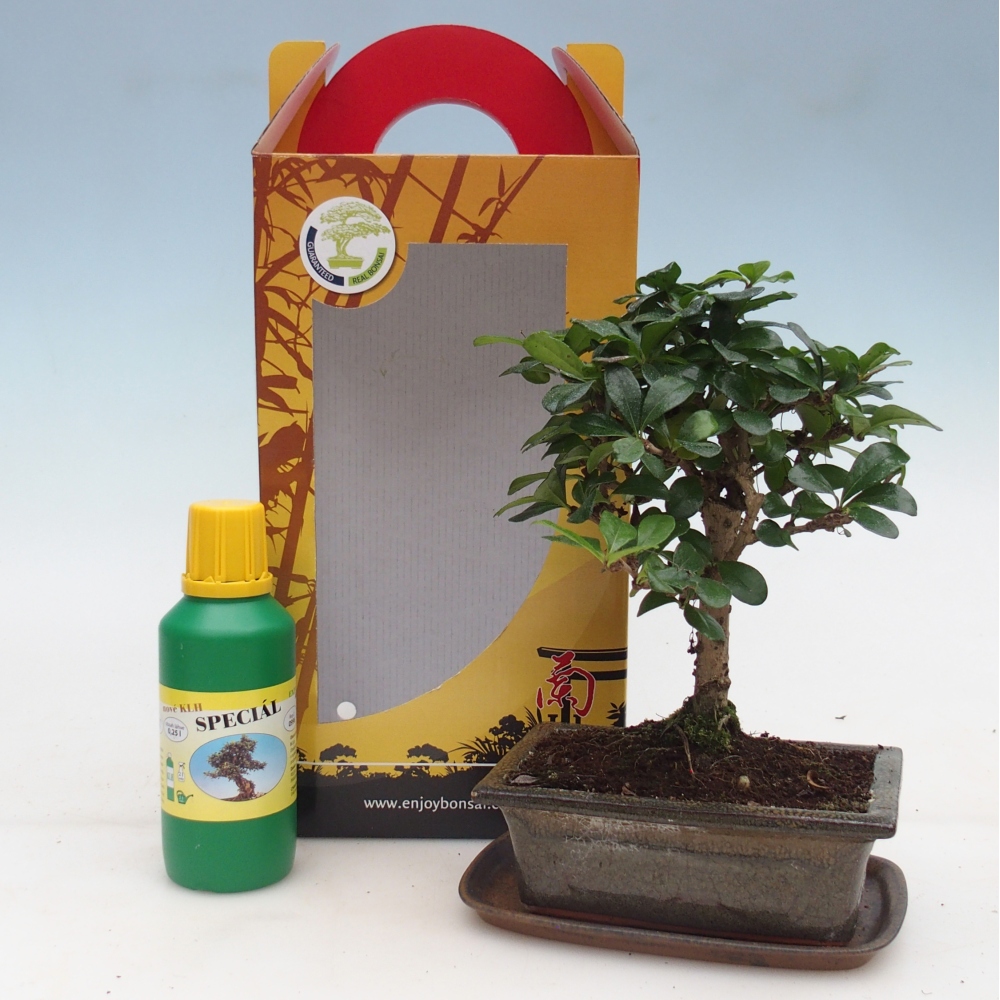 Bonsaï de chambre en boîte cadeau Carmona microphylla - Tea fuki