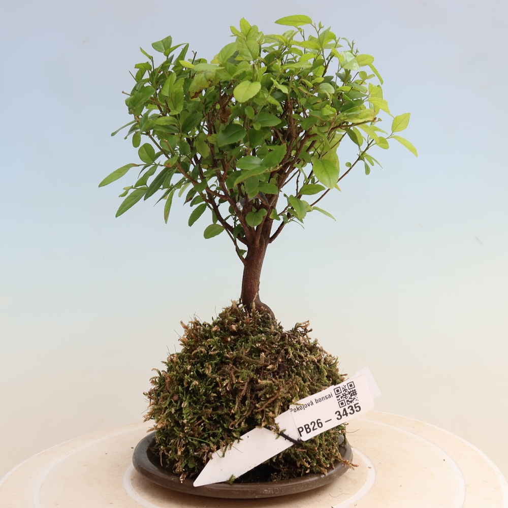 Kokedama avec soucoupe - Sagerécie thea - Sagerécie thea