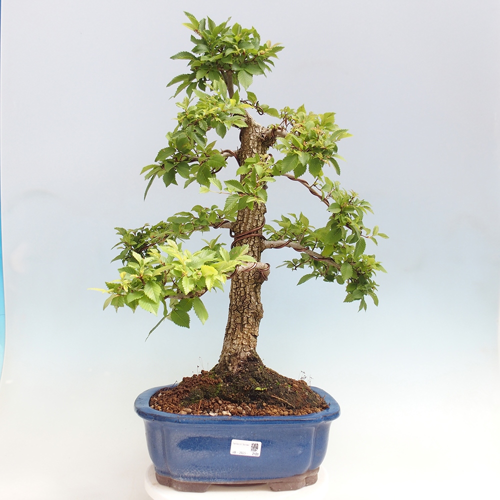 Bonsaï d'extérieur - Zelkova - Zelkova NIRE