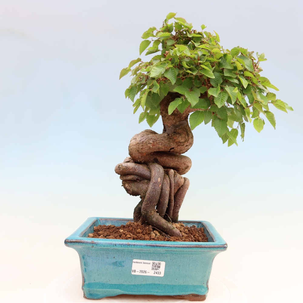 Bonsaï d'extérieur -Carpinus Coreana - Charme de Corée