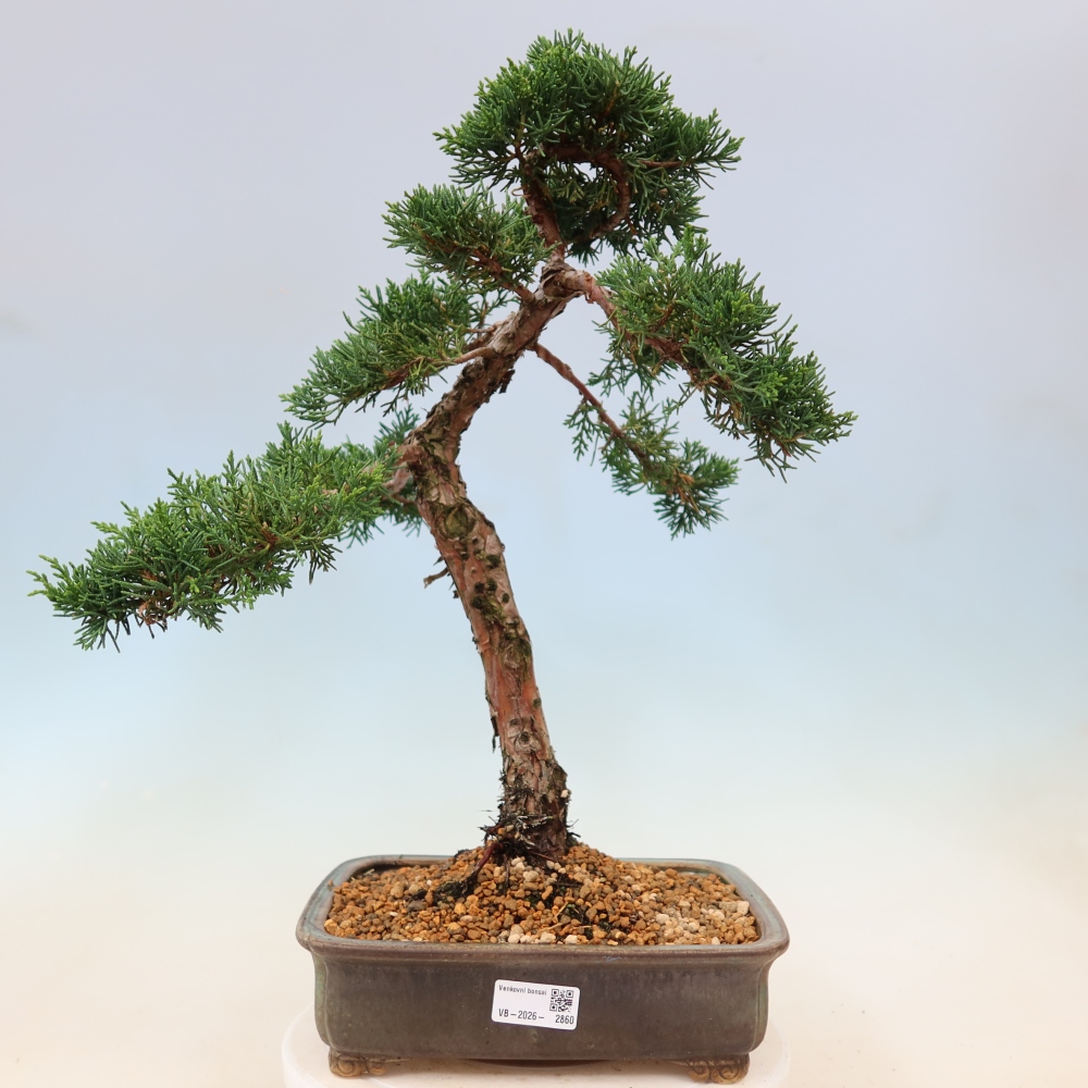 Bonsaï d'extérieur - Juniperus chinensis Kishu
