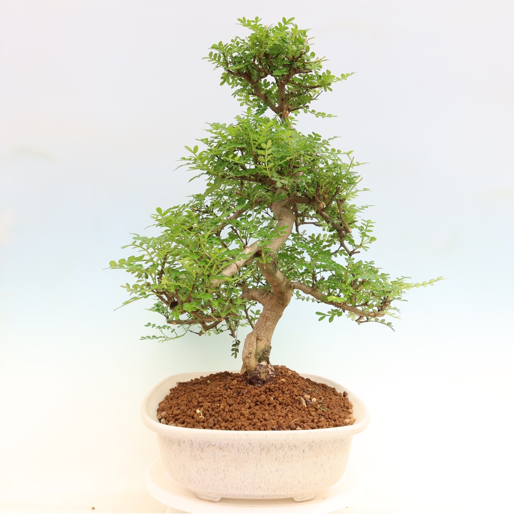 Salle bonsaï - Zantoxylum piperitum - arbre à poivre
