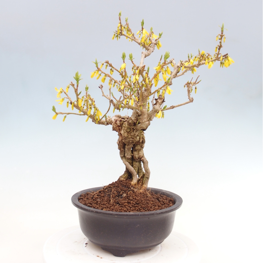 Bonsaï d'extérieur - Zlatice - Forsythia koreana