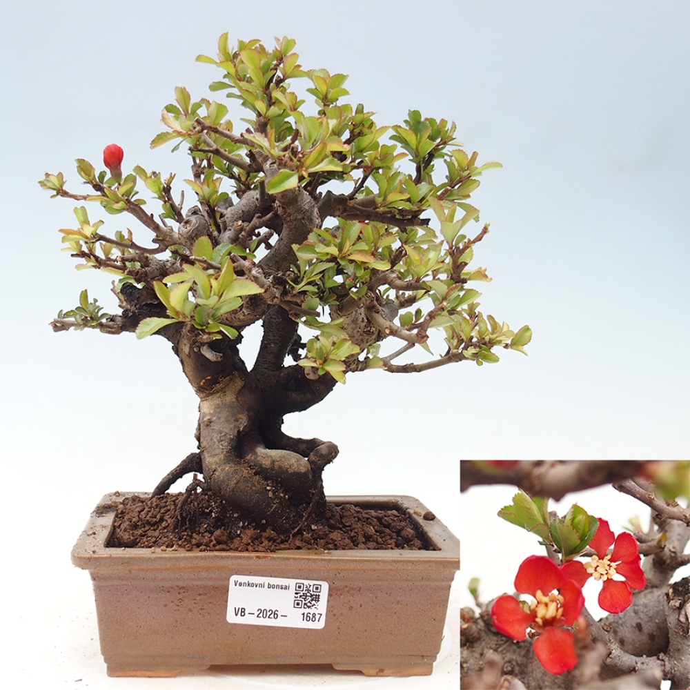 Bonsaï d'extérieur - Chaneomeles speciosa - Coing