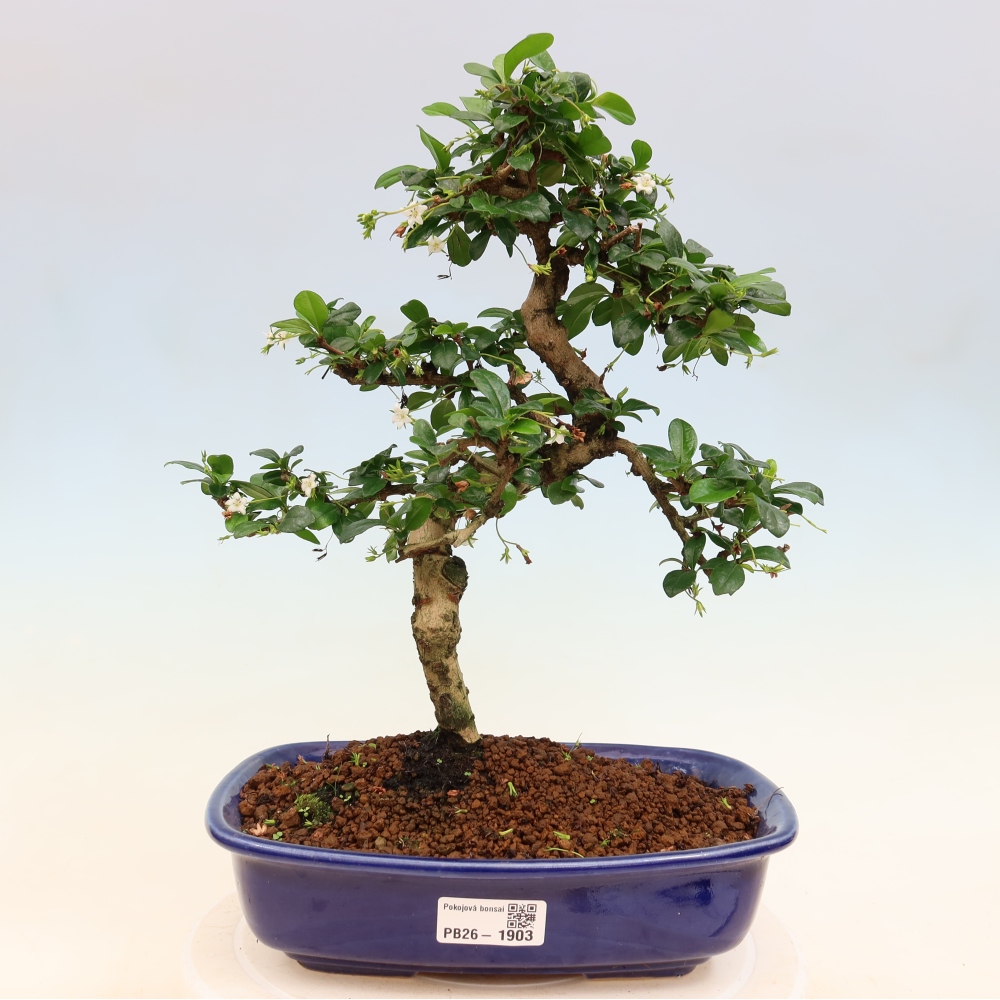Bonsaï de chambre - Carmona macrophylla - Tea fuki