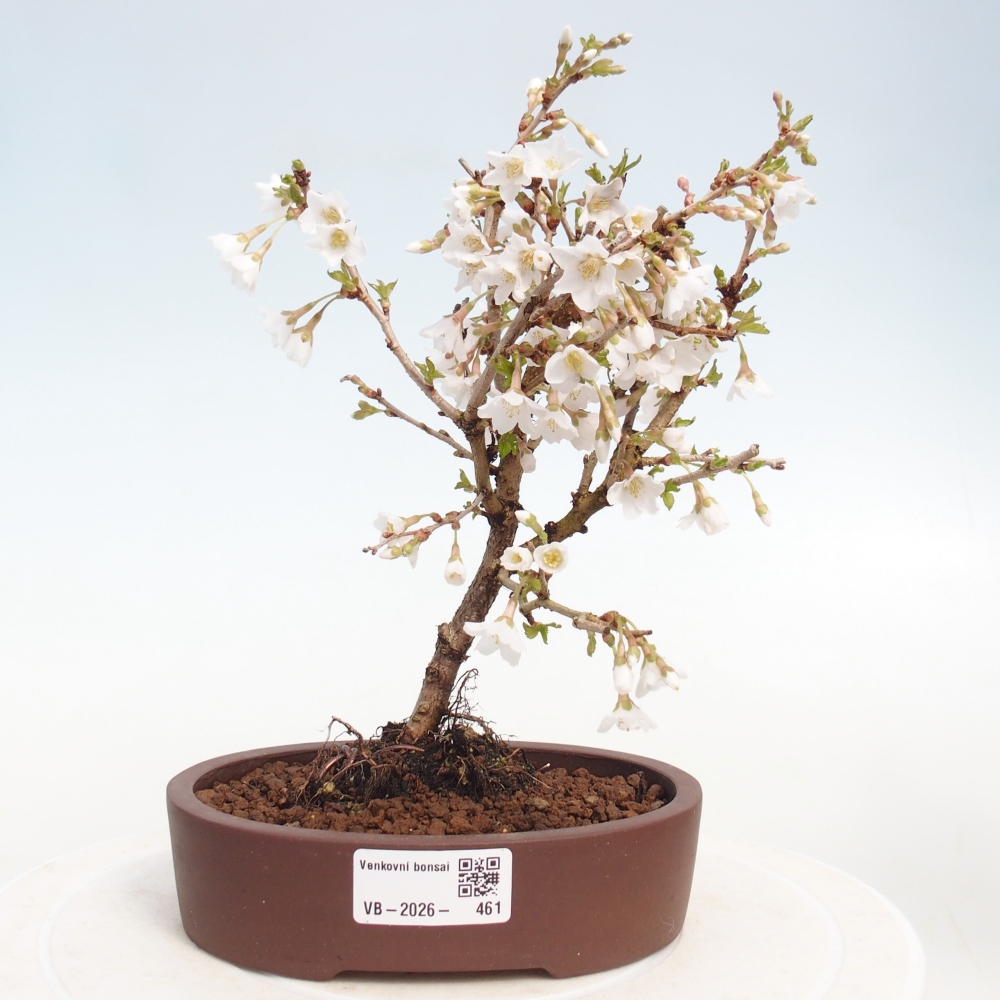 Bonsaï d'extérieur - Prunus incisa Kojou-no mai-Plivon découpé