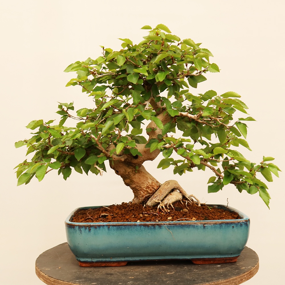 Bonsaï d'extérieur -Carpinus Coreana - Charme de Corée