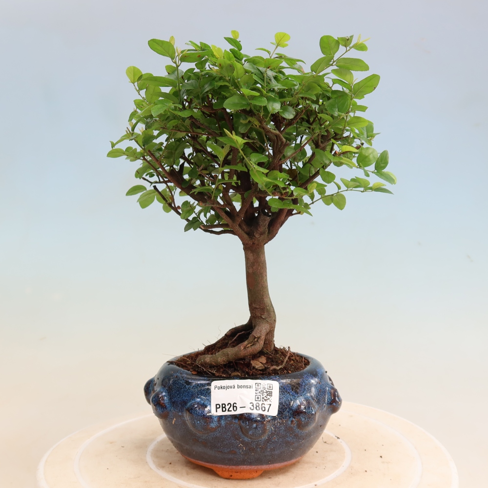 Bonsaï de chambre - Sageretia thea - Sageretia thea
