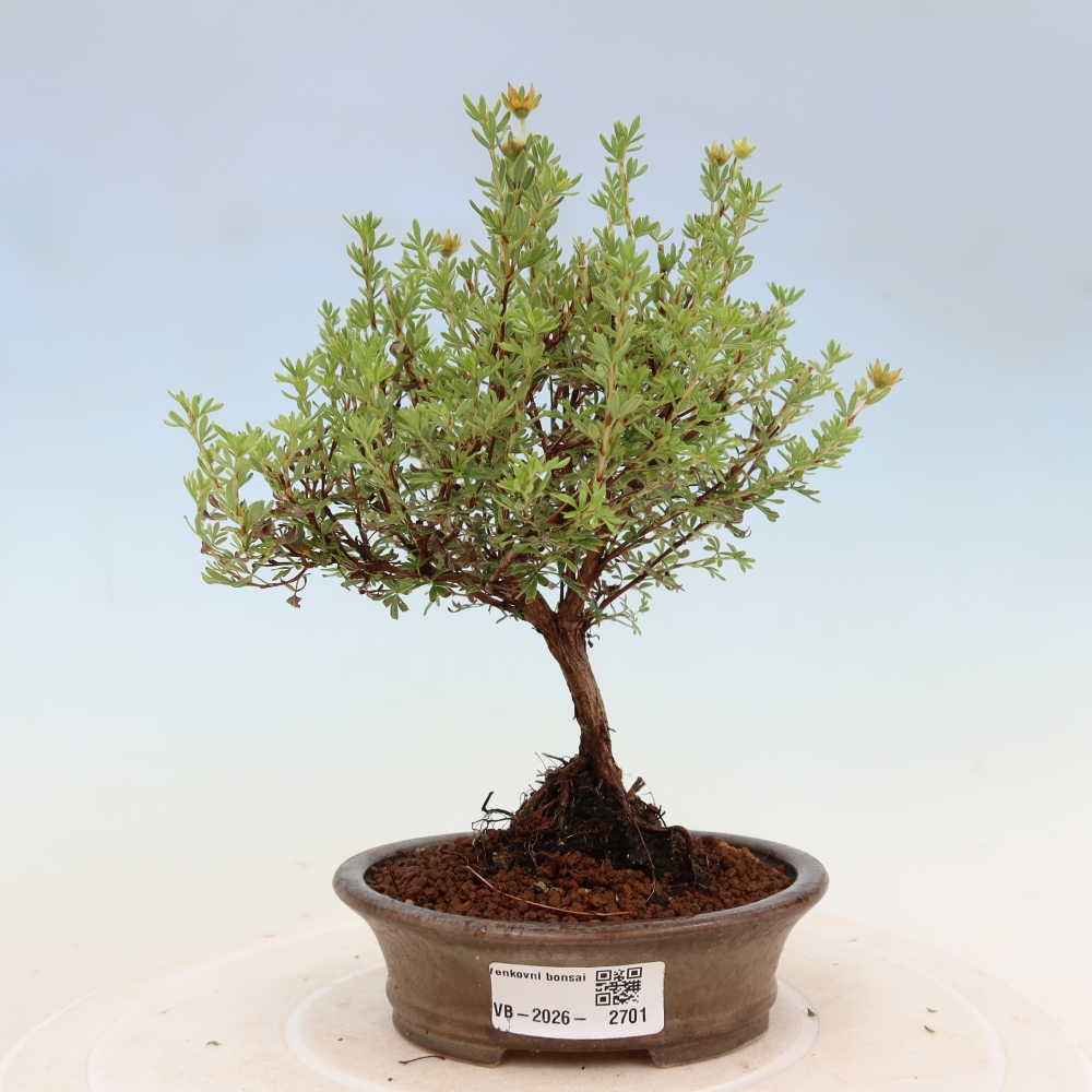 Bonsaï d'extérieur - Potentille arbustive - Potentilla fruticosa Goldkissen