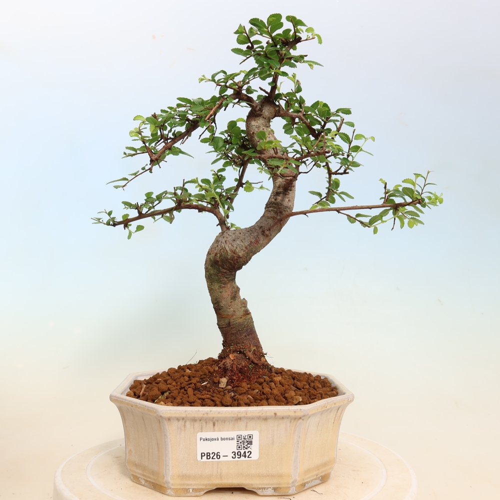 Bonsaï de chambre - Ulmus parvifolia - Orme à petites feuilles
