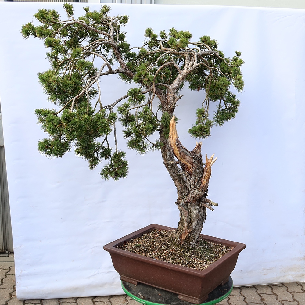 Pinus sylvestris Espagne - pin sylvestre