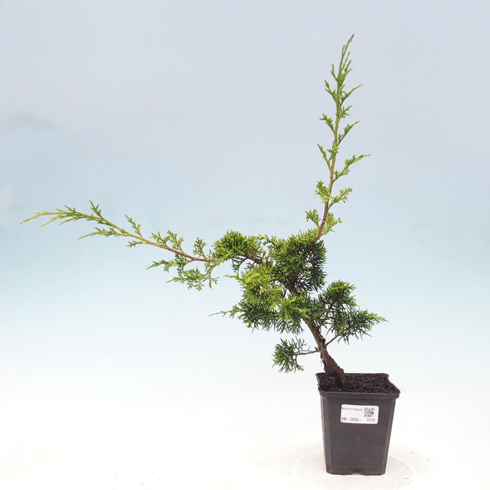 Bonsaï d'extérieur - Juniperus chinensis Itoigawa